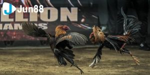 Đá gà trên mạng là gì?