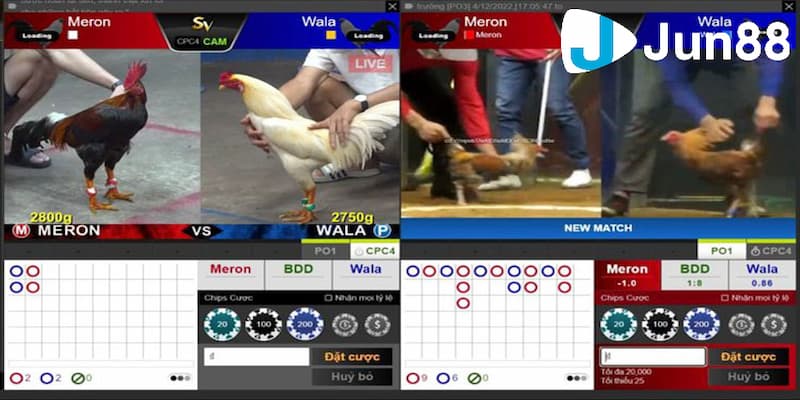 Hướng dẫn cách đá gà trên mạng cơ bản