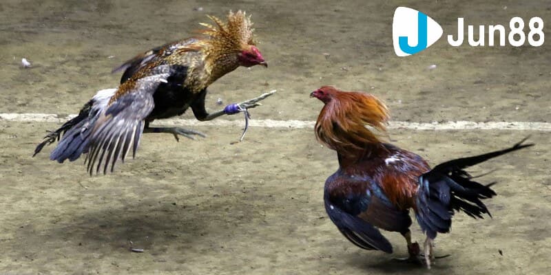 Bật mí cách bắt kèo đá gà trên mạng