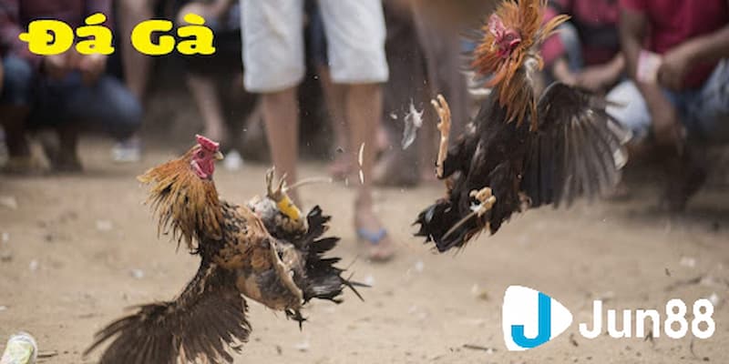 Khám phá hình thức chơi đá gà cựa sắt Campuchia