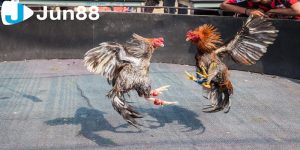 Luật chơi cá cược đá gà cựa sắt Campuchia