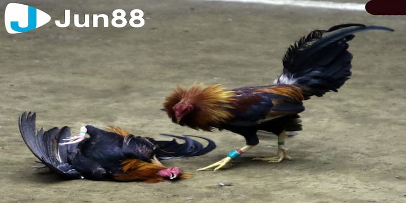 Kinh nghiệm tham gia chơi đá gà cựa sắt Campuchia