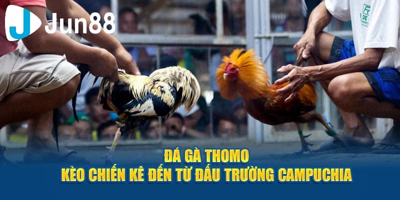 Sự hấp dẫn đến từ đá gà cựa sắt thomo