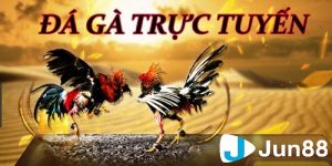 Giải đáp đá gà trực tuyến là gì?