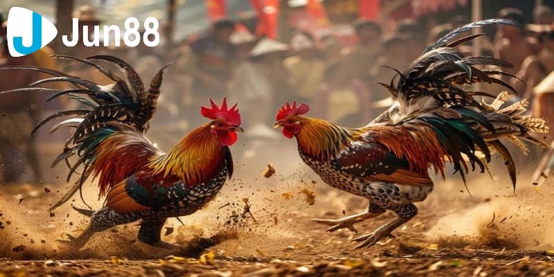 Luật chơi - quy tắc tham gia đá gà trực tuyến là gì?