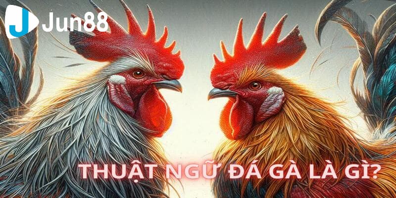 Vì sao nên biết thuật ngữ trong đá gà?