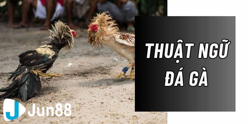 Thuật ngữ về các trận đấu và cược