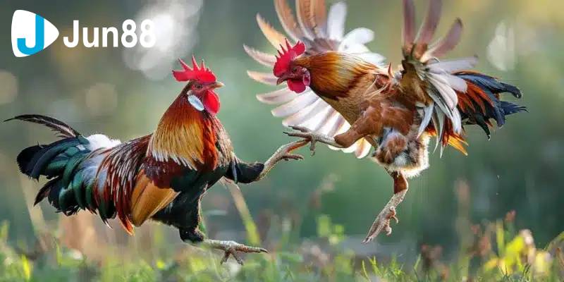 Đá gà cựa sắt