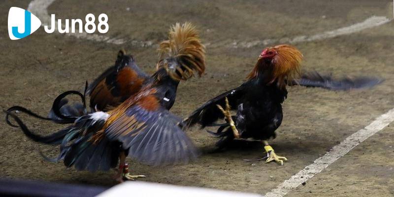 Đá gà cựa sắt