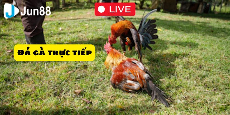 đá gà trực tiếp