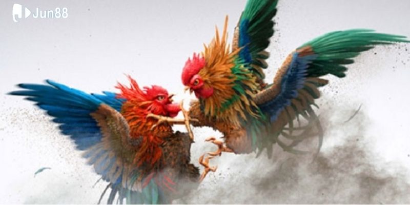 cach-tham-gia-da-ga-truc-tiep-c1-tai-nha-cai-jun88