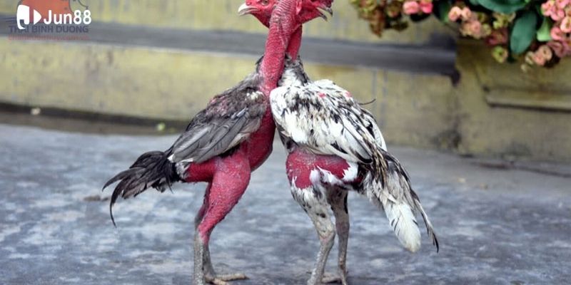 cap-nhat-ket-qua-truc-tiep-sac-net-nhanh-chong