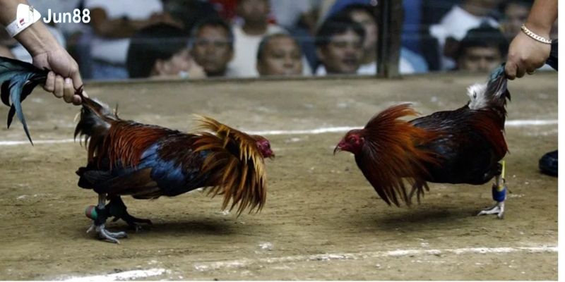 tim-hieu-da-ga-truc-tiep-c1-la-gi