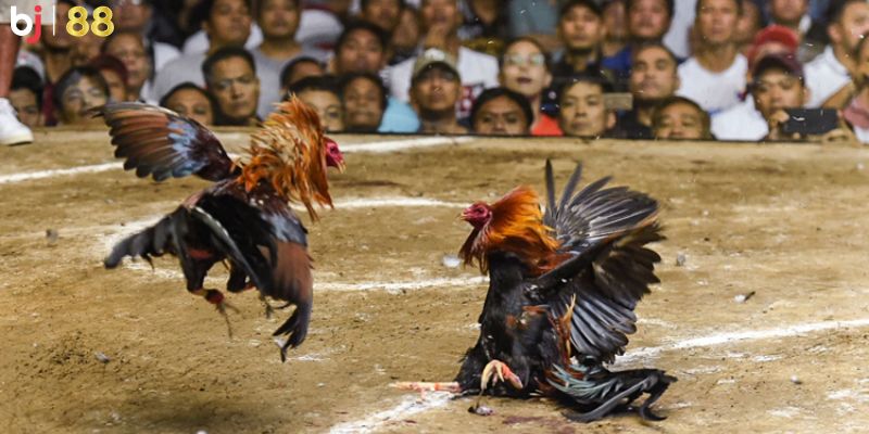 Nhà cái uy tín hàng đầu hiện nay