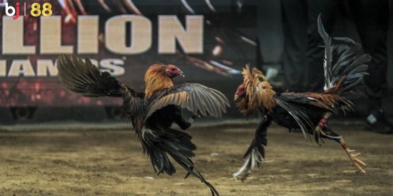 Nhiều phương thức cược hấp dẫn