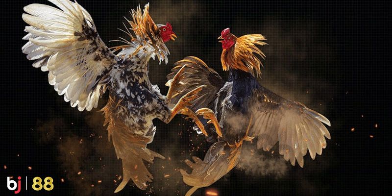 Nhiều sảnh cược hấp dẫn