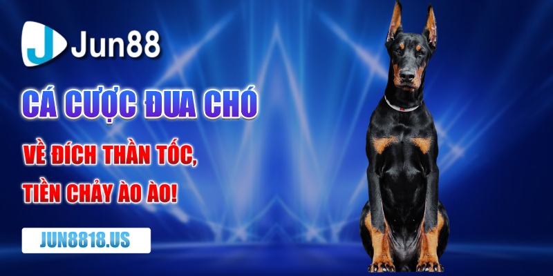 Cá cược đua chó