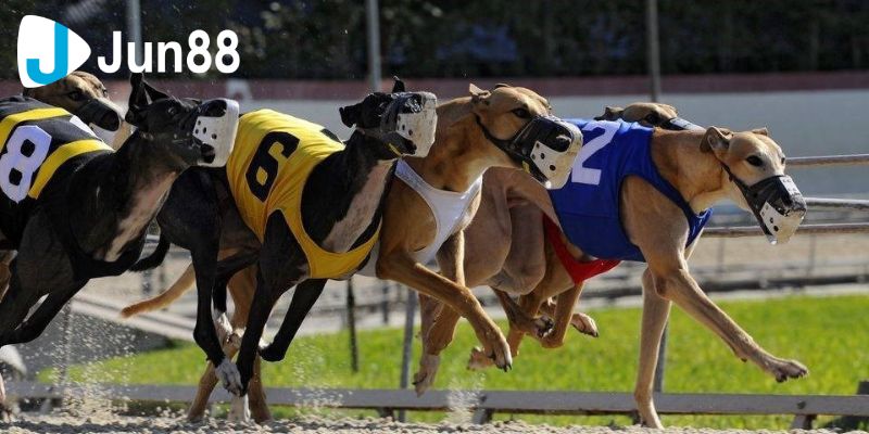 Cá cược đua chó