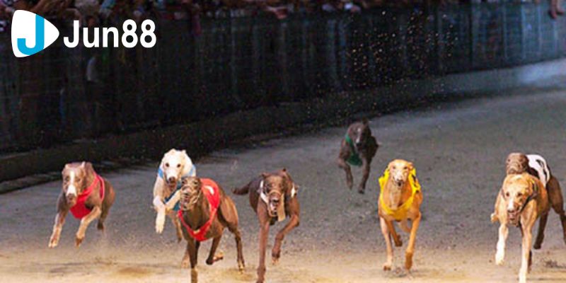 Cá cược đua chó