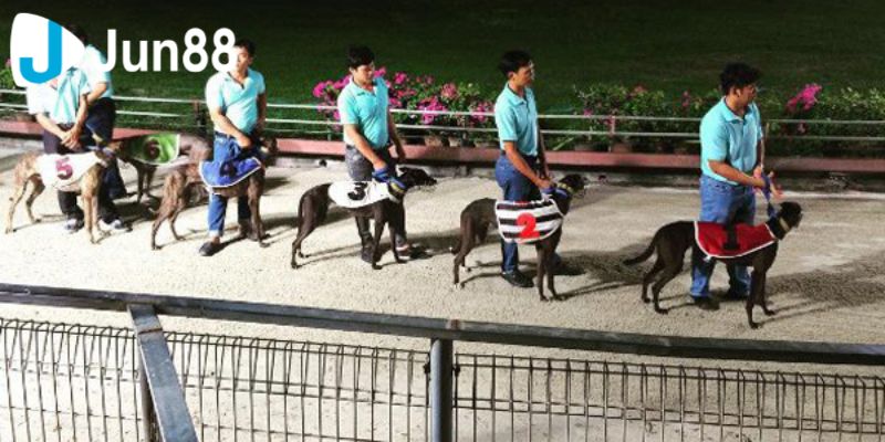 Cá cược đua chó