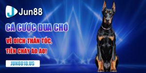 Cá cược đua chó