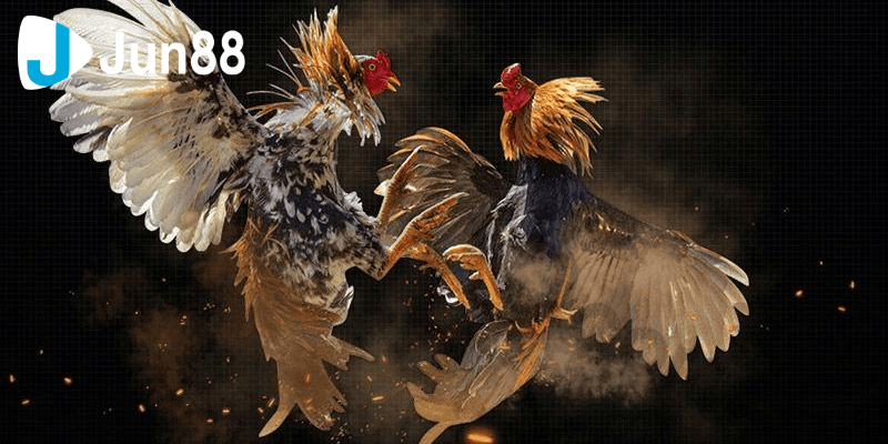 đá gà 88