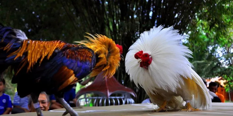 Quy tắc thi đấu trong đá gà cựa dao
