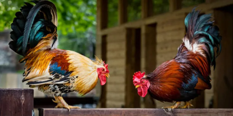 Đá gà cựa dao: Giới thiệu tổng quan