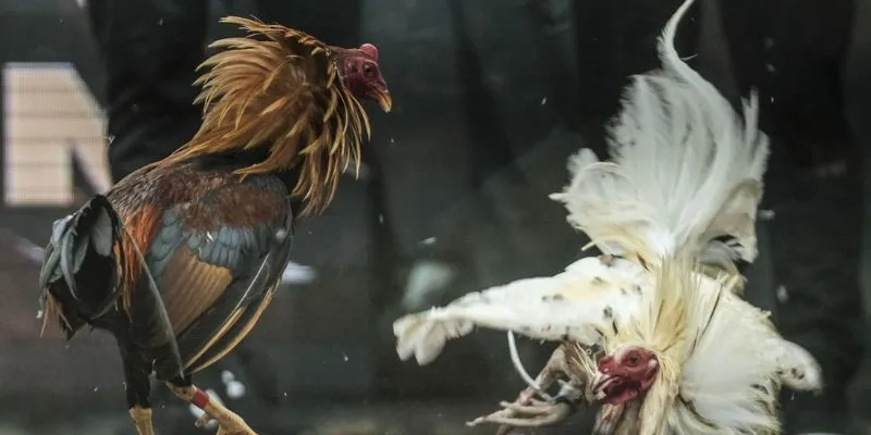 Các chiến thuật hiệu quả trong đá gà cựa dao