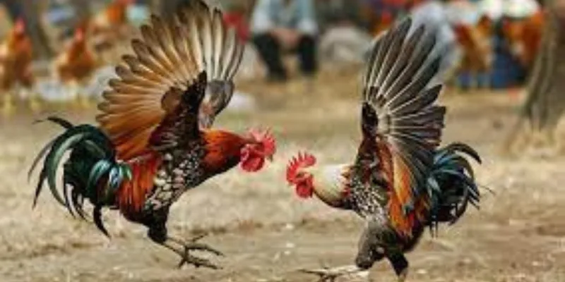 Những đặc điểm cần chú ý khi chọn gà