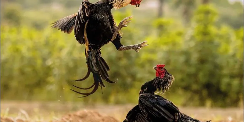 Tìm hiểu luật chơi đá gà chi tiết tại Jun88