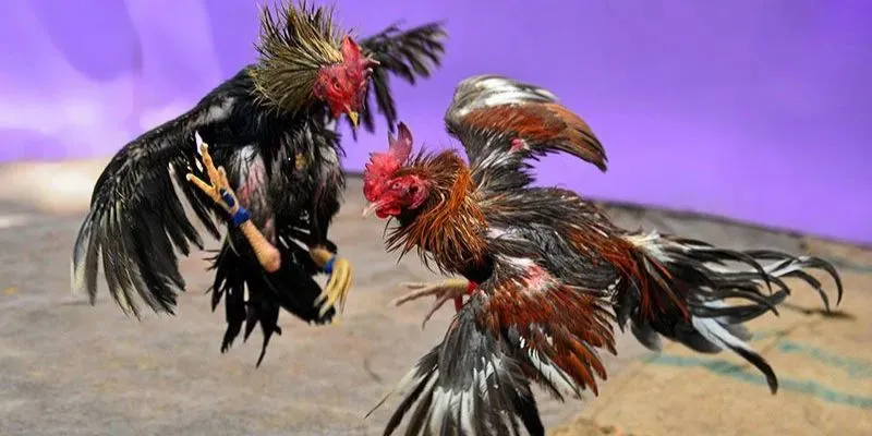 Các bí quyết đá gà quyết thắng giúp anh em làm chủ ván cược