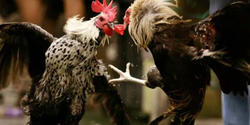 Áp dụng bí quyết đá gà quyết thắng hiệu quả