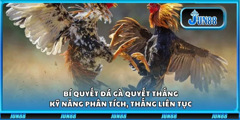 Bí quyết đá gà quyết thắng: Kỹ năng phân tích, thắng liên tục